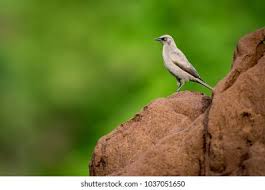 57 Ashy Starling Images, Stock Photos, 3D objects, & Vectors