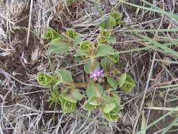 Image result for Raphionacme hirsuta