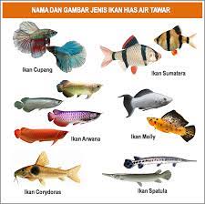 Ikan yang biasa dimasak dengan olahan gulai. Ikan Air Tawar Dan Ikan Air Masin Zulsegamat