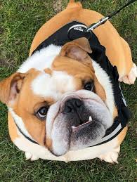 Pin By Marian On Bull Bulldog Puppies English Bulldog Puppies Dumb Dogs