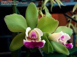 Plantfiles Pictures Orchid Cattleya Green Veil Dressy Cattleya By Daylilyslp Cattleya Orchid Cattleya Beautiful Orchids