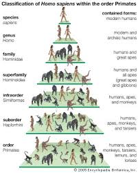 Homo Sapiens Classification Within Primates Students