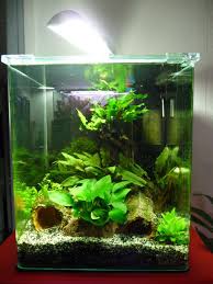 Aquarium Nano Cube Aquariums Aquarium Poisson Aquarium Nano