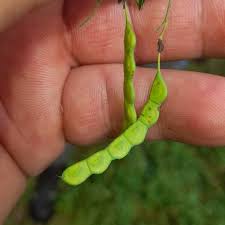 Image result for Aeschynomene sensitiva