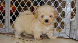 Malti Poo Puppies For Sale In Atlanta Georgia Ga Maltipoo Puppy Maltipoo Puppies For Sale Puppies