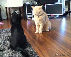 Weird Cat Fight Sneak Attack But Fail Because Double Knock Down More Funny Cat Gifs Http Www Cat Gifs Com Funny Cats Cats Cute Cats