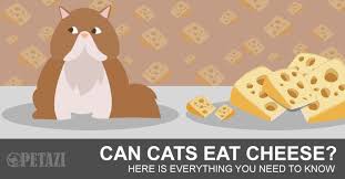 Sadly, that's not the case when it cinnamon can be bad for your furball as it can lead to numerous health complications. Can Cats Eat Cheese Is Cheese Bad For Cats Petazi