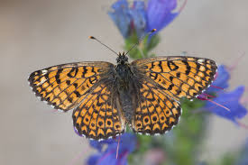 Image result for Melitaea cinxia