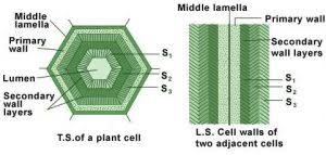 In the cell wall, pectins form a hydrophobic gel phase that. Cell Wall Structure And Composition Plantlet