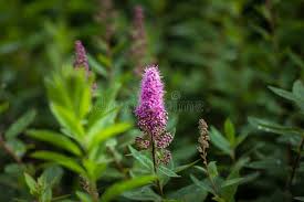 Image result for Spiraea billardii