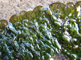 Image result for Podostemaceae