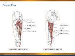 The primary hip abductors are the gluteus minimus and medius and the tensor fasciae latae. Hip Adductors Anatomy And Exercises