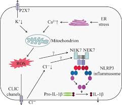 Get to read light novels online and download the latest novel updates at kisslightnovels. Recent Advances In The Mechanisms Of Nlrp3 Inflammasome Activation And Its Inhibitors Cell Death Disease