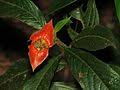 Image result for Psychotria lebrunii