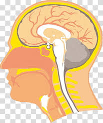 Swallowing Anatomy Velopharyngeal Insufficiency Human Body