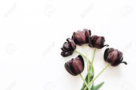 Unusual flowers rare flowers bulb flowers tulips flowers amazing flowers strange flowers parrot tulips colorful flowers lily bulbs. Black Tulip Flowers Bouquet Isolated On White Background Flat Stock Photo Picture And Royalty Free Image Image 106362626