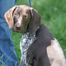 Finja German Shorthaired Pointer Deutsch Kurzhaar German Shorthaired Pointer Pointer Puppies German Shorthaired Pointer Dog