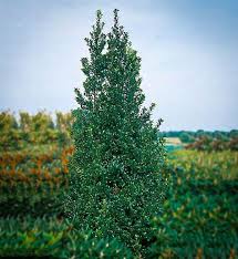 Castle Spire Ilex | Spring Meadow - Wholesale Liners - Spring Meadow Nursery