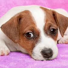 Located just a short drive from dallas/ft worth, texas, duke's legacy jack russell terriers was born out of love for a very special jack russell terrier dog, duke.we have owned and raised jack russell terriers for the past seven years; 48 Common Health Problems Found In Jack Russell Terriers Pethelpful