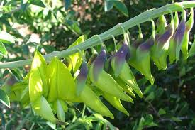 Image result for Crotalaria filicaulis