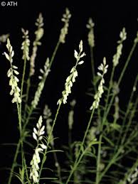Image result for Polyspatha paniculata