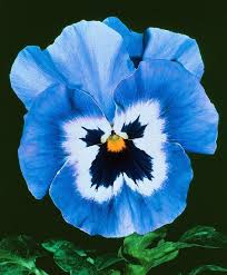 Repinned By Jolly Ollie Pansies Flowers Flowers Perennials Flower Seeds