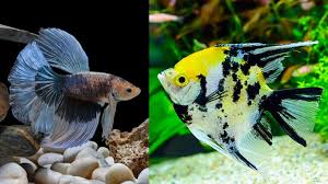 Angelfish And Betta Fish Not Compatible Betta Source