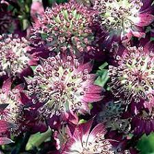 Star of fire masterwort features airy cymes of deep purple pincushion flowers with red overtones and burgundy bracts rising above the foliage from early summer to early fall. Astrantia Major Star Of Fire Masterwort Sunnyside Gardens