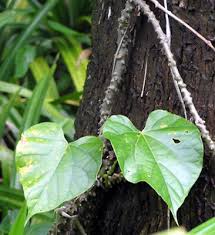 Image result for Tinospora tenera