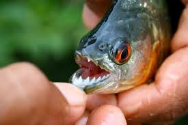 Mimpi mancing ikan adalah mimpi yang terjkadang membuat kita penasaran,lalu apa arti mimpi menurut togel,inilah tafsir mimpi mancing 4d ,3d atau 2d. 11 Fakta Menarik Tentang Ikan Piranha Yang Bakal Membuka Matamu