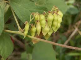 Image result for Rhynchosia viscosa