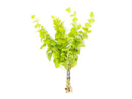 Image result for Alvesia cylindricalyx