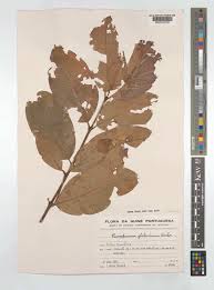 Image result for Psorospermum baumii