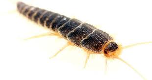 Schedule an appointment with orkin to get rid of silverfish in your home & prevent future infestations. Silverfish Can Mainly Be Found In Lower Levels Or Basement Of Buildings And Around Indoor Fountain Walls Near Water Pi Silverfish Indoor Fountain Fountain Wall