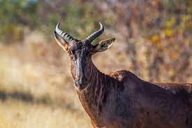 Deer and relatives of the deer, like the moose, have antlers; South African Animals Animals Native To South Africa Worldatlas