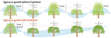 Utility Tree Management West Coast Growth Solutions