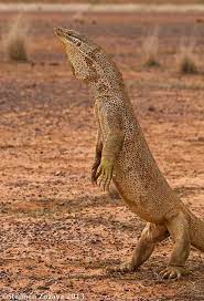 Yellow-spotted Monitor Varanus Panoptes Cute Reptiles Australian Native Animals Monitor Lizard