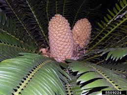 Image result for Encephalartos senticosus