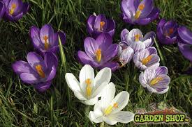 All orders are carefully hand counted, and thoroughly checked before sending ensure quality. Planting Spring Flower Bulbs Late Howtogarden Ie