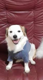 Meet Max. He is hoping that Santa brings him lots of treats this Christmas.  Only 4 months old and loves people and other dogs. A real socialite and a  lovely personality. ❤️