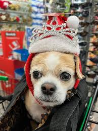 I had no idea what I was doing but she had a blast! Why she picked my  door?? Now I know why 🤦‍♀️ Happy Holidays! “Santa Santa Ho Ho Ho” that's  what