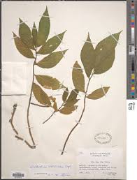 Image result for Elatostema paivaeanum