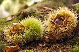 Le castagne possono essere conservate in frigorifero, ad una temperatura di +2° o +3° per circa un mese. Autunno E Tempo Di Raccolta Delle Castagne Informacibo