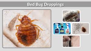Image result for bed bugs droppings
