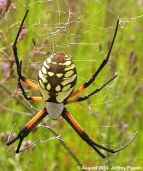 The web of the garden orb weaver spider is very large and can measure up to three feet in diameter. Beautiful Spider Spinne Spinnenarten