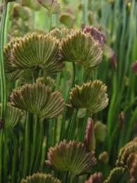 Image result for Schizaea pectinata