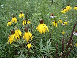 Image result for Cineraria pinnata