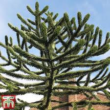 Araucaria araucana is a large evergreen tree native to the andes of chile. Araucaria Araucana Thompson Morgan