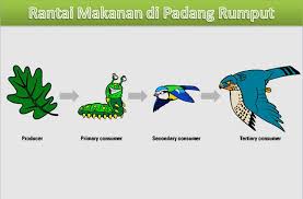 Gambar rantai makanan png kartun lukisan vektor free download pikbest. Rantai Makanan Di Hutan Gugur