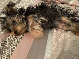 Yorkie Yorkie Cute Animals Animals
